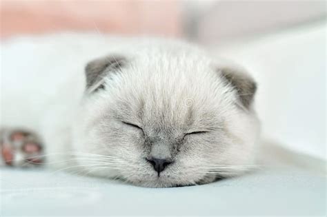 White Scottish Fold Domestic Cat Sleeping In White Bed Beautiful White