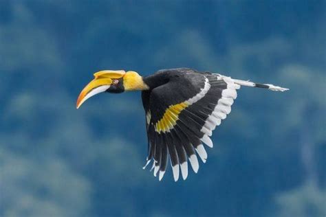 15 Especies De Pájaros Con Picos Increíbles In