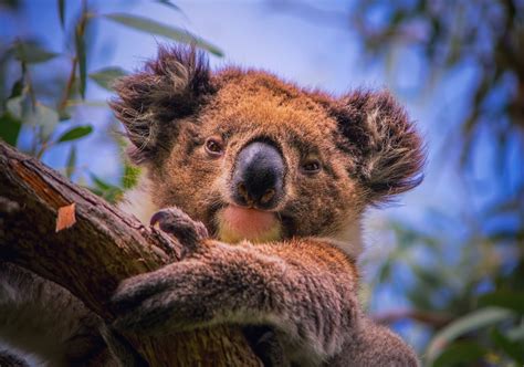 Koala Full Hd Fondo De Pantalla And Fondo De Escritorio 2048x1436