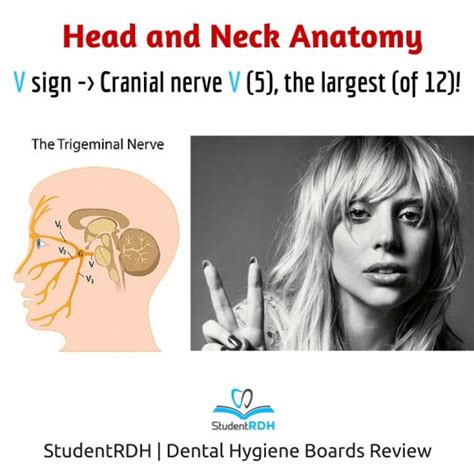 Q What Is The Largest Cranial Nerve Studentrdh Blog