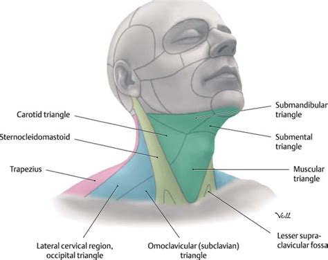1 The Anatomy And Physiology Of The Neck Ento Key