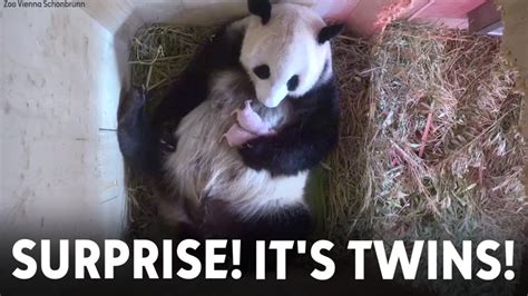 Surprise Twins Giant Panda Gives Birth To Two Cubs In Austria 6abc