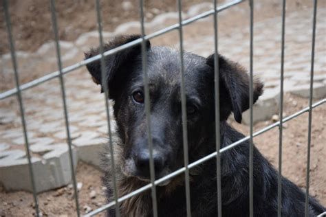 Ciapkowo Gdynia Psy Do Adopcji - Gdynia: „Ciapkowo” przyjęło pierwsze psy ze schroniska w Radysach