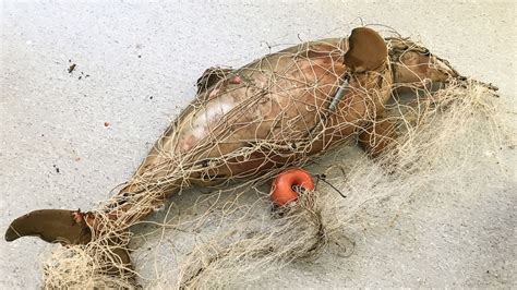 Encontraron A Un Delfín Y Su Cría Muertos En Una Red Fantasma En Costa Azul Infobae
