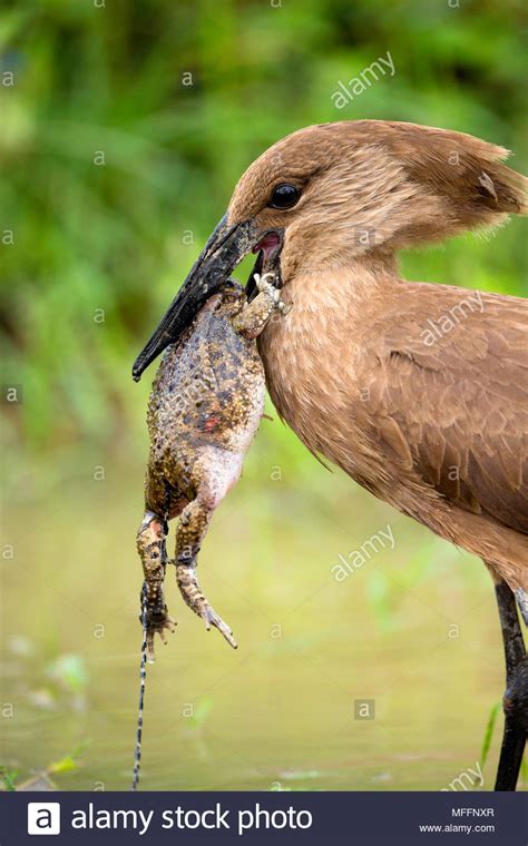 Bird Eating Frog High Resolution Stock Photography And Images Alamy