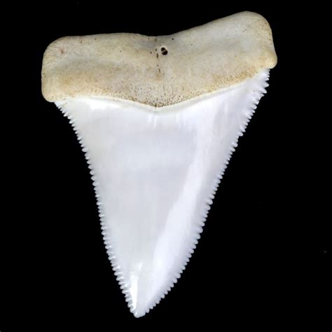 Great White Shark Tooth Carcharodon Carcharias 61 Cm
