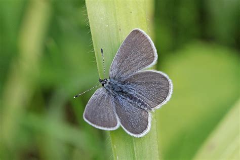 Small Blue Butterfly: Identification, Facts, & Pictures