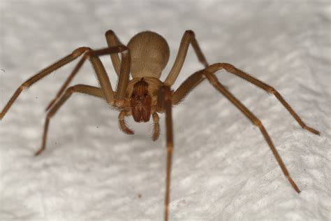 A B Pest Control and Insulation: How Are Brown Recluses and People Alike?