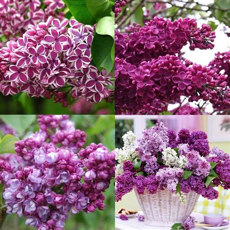 Syringa bloomerang dark purple lilac. Fragrant Purple Lilac Trees - Pack of THREE Syringa ...
