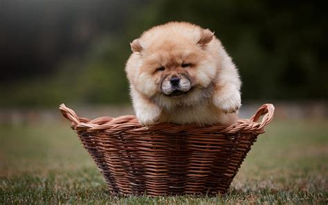 Chow Chow Little Fluffy Puppy Little Cute Dog Basket Green Grass