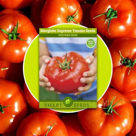 Marglobe Supreme Tomato Seeds Tomato Vegetable Seeds Heirloom Seeds