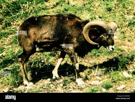 Mouflon Corsica Hi Res Stock Photography And Images Alamy