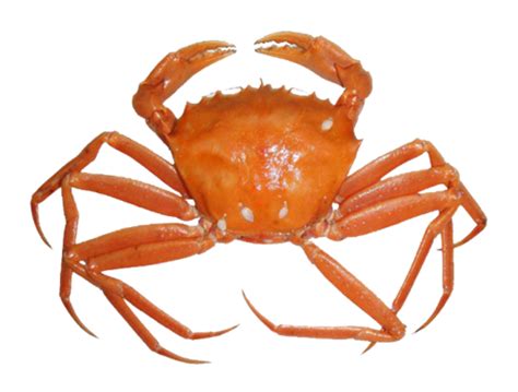 Crab Png Free Download Png Arts