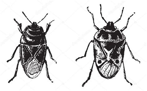 Black Bug Orne Bug Vintage Engraving — Stock Vector © Morphart 9091045
