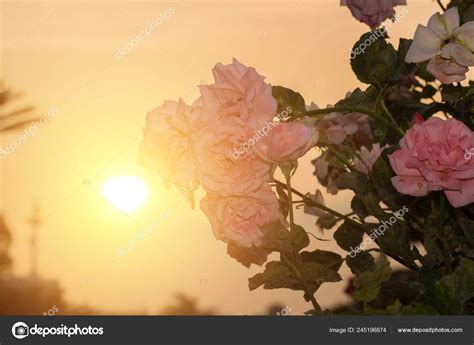 Beautiful Pink Rose Flower Garden Sunset Time — Stock Photo © Nonhanon