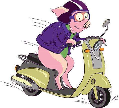 Pig Riding Motorcycle Illustrations Royalty Free Vector Graphics
