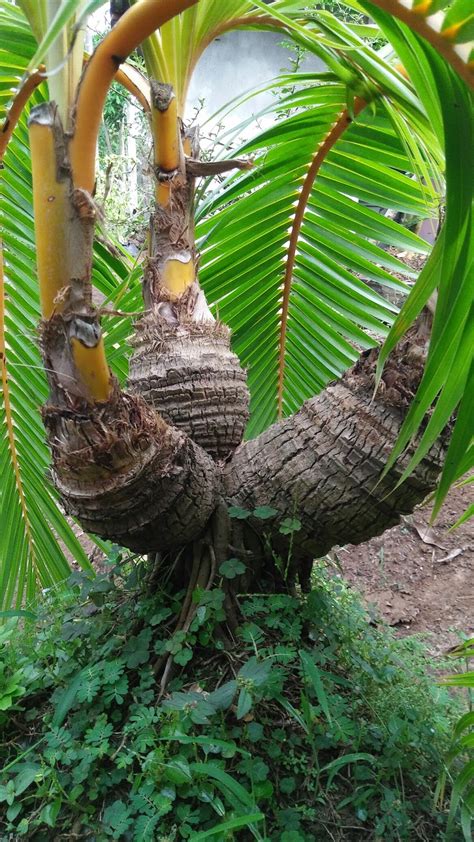 8 cara membuat bonsai kelapa bercabang. BONSAI KELAPA ANTIK DAN UNIK BATANG CABANG 3 & 2 ADA ...