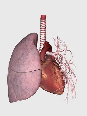 Pulmonary Circulation Of Human Heart And Lung Art Print Stocktrek