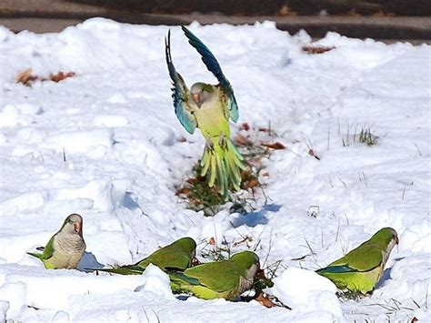 Quaker Parrots In The Snow All Birds Cute Birds Little Birds Crazy