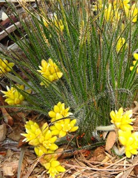 Native Grasses — Plants Plus Cumberland Forest