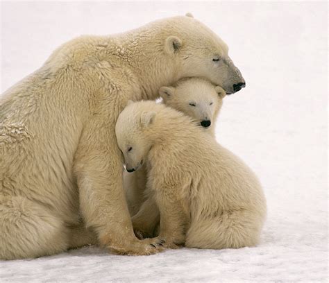 Polar Bear Mother And Cubs Cuddling Posters And Prints By Corbis