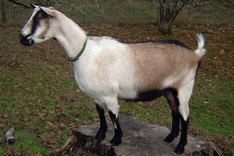 Descripción Y Características De Rendimiento De Las Cabras Alpinas