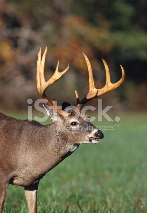 Whitetail Deer Close Up Stock Photos