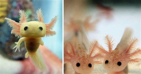 14 Rare Baby Animals That You Might Have Not Seen Before