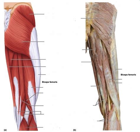 Muscles Of The Posterior Aspect Of The Right Hip And Thigh Labeling