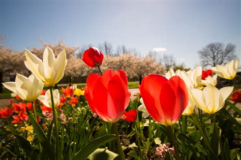 Images Gratuites Fleur Ciel Pétale Floraison été Floral Tulipe