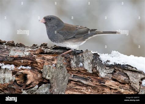 Dark Eye Juncos Hi Res Stock Photography And Images Alamy