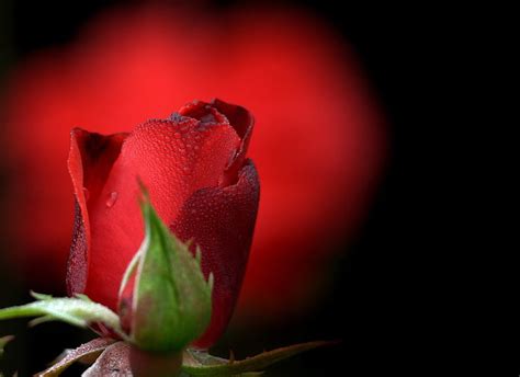 Roses Of Red Rot Red Rosen Roses Hd Wallpaper Peakpx