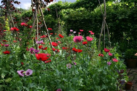 Een Twee Of Meerjarige Planten Dit Moet Je Weten Gardeners World