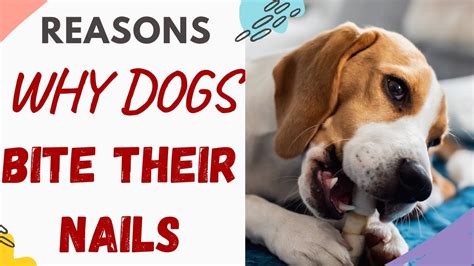 Why Do Dogs Bite Their Nails Answered Youtube
