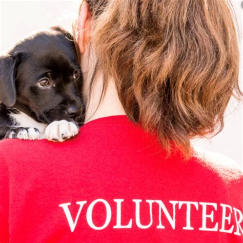 Ginger's pet rescue has a broad range of volunteer opportunities, from assisting at adoption events by walking dogs, to transporting dogs, to helping plan and organize fundraising events! Adult Volunteers | Hinsdale Humane Society