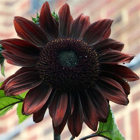 Rare Almost Black Sunflower Black Beauty Helianthus Annuus 20 Seeds