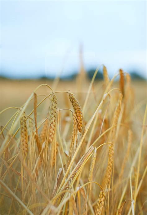 Nature Wheat Plant Field Ears Dry Spikes Hd Phone Wallpaper Pxfuel