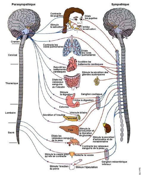 Systèmes Nerveux Sympathique Et Parasympathique Système Nerveux