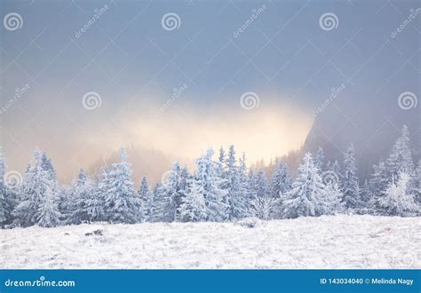 Winter Landscape With Snowy Fir Trees In The Mountains Stock Photo