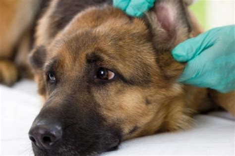 Dealing With Canker Of The Ears In Dogs Pets4homes