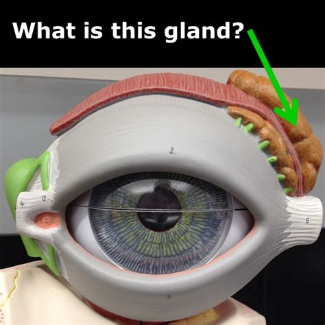 Eye Model Labeled Lacrimal Gland Sexiz Pix