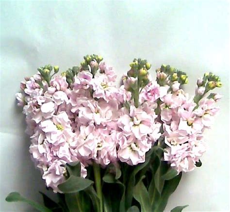Pink Double Stock Flowers And Fillers Flowers By Category