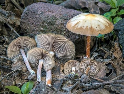Psilocybe Caerulescens Magic Mushrooms Frshminds