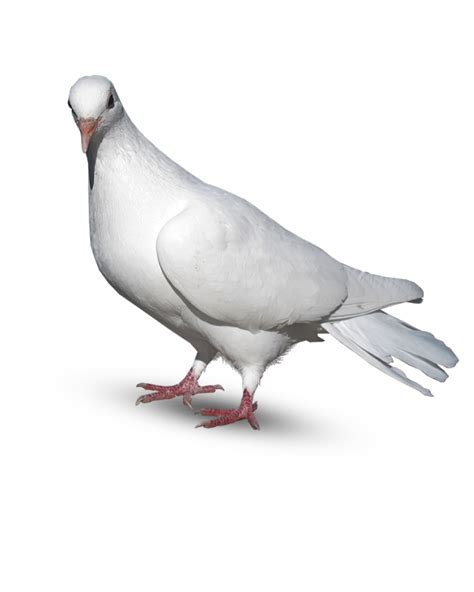 Pigeon Editing Background Png Download For Picsart And Photoshop Full Hd