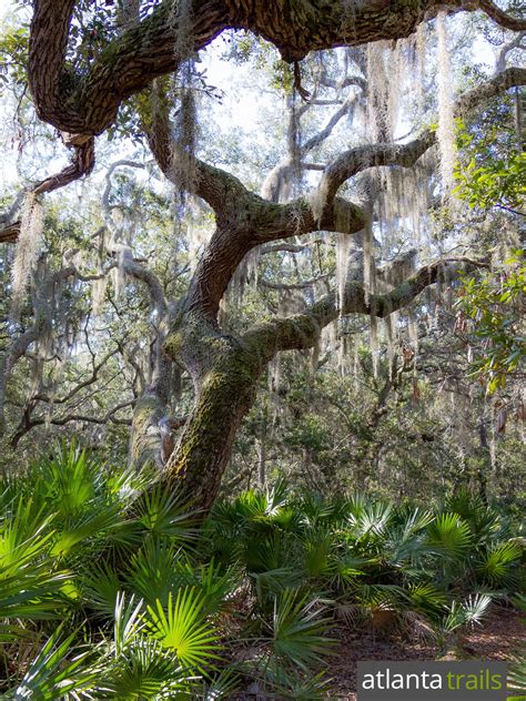 Best camping in cumberland island on tripadvisor: Cumberland Island camping, hiking, and backpacking guide ...