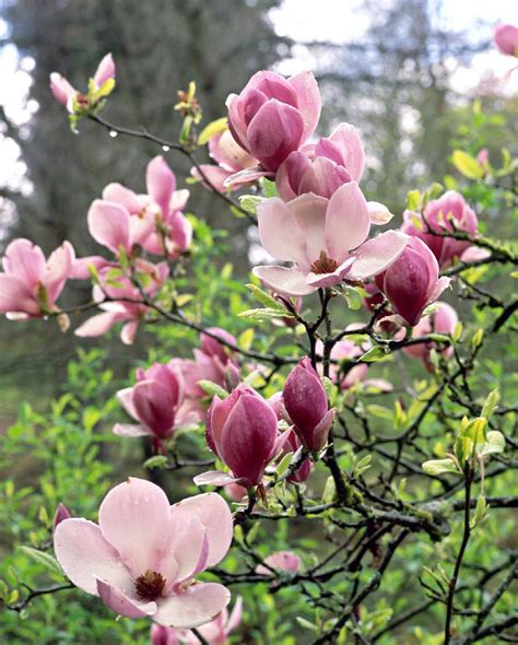 Saucer Magnolia Magnolia X Soulangiana Monrovia Plant