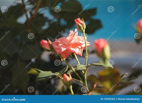 Close Up Dark Pink Roses Bloom Against A Blurred Flower Garden And Blue
