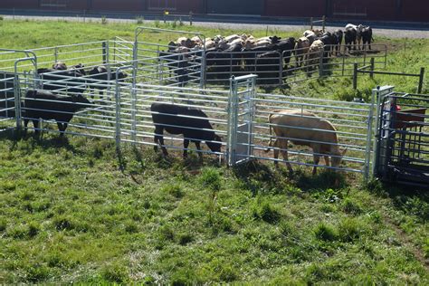 Sustainable Livestock Production With Good Animal Welfare And Health Rise