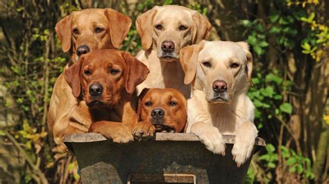 Can You Guess What The Uks Most Popular Dog Breed Is