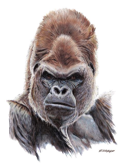 Silverback Gorilla Drawing At Getdrawings Free Download